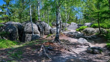 Enlightened birch tree roots surrounded by huge rocks in a forest, nature tourism destination - Adrspach rock city, Czech Republic, Europe
