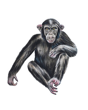 Realistic animal Сhimpanzee monkey . Watercolor. Illustration. Closeup.  Hand drawn. 