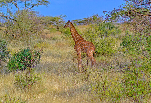 Reticulated 이미지 찾아보기 9,272 스톡 사진, 벡터 및 비디오 Adobe Stock