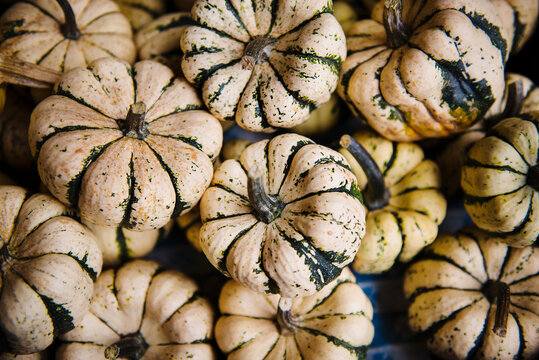 Miniature white and green pumpkins for sale at a pumpkin patch