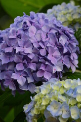 hydrangea