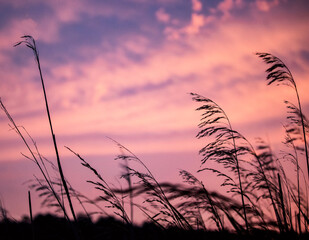 Evening Reeds