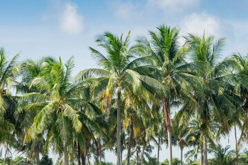 Fototapeta na wymiar Tropical coconut tree 