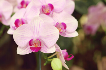 White and purple phalaenopsis orchid flower is blooming in the garden.