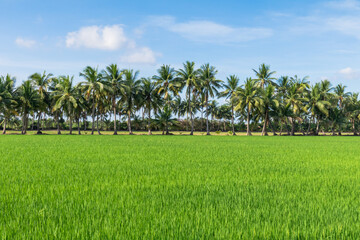 Tropical coconut tree
