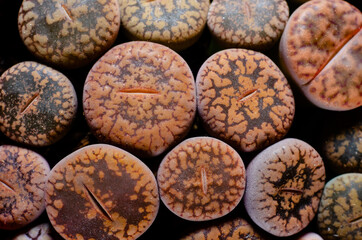 Close-up of lithops. Lithops is a genus of succulent plants in the ice plant family,  Aizoaceae.