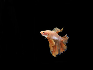 side view of low orange fighting fish on black background