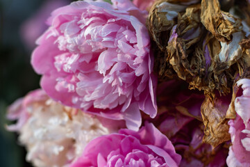 dried pink peony in the garden