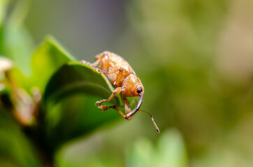 Acorn Weevil. Curculio glandium is a species of carpophagus weevil, known as the acorn weevil. © Олександр Луценко