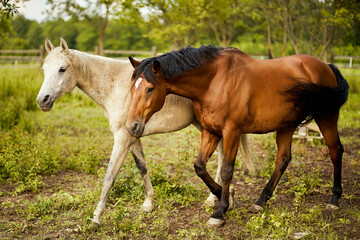 two beautiful horses on a meadow in summer