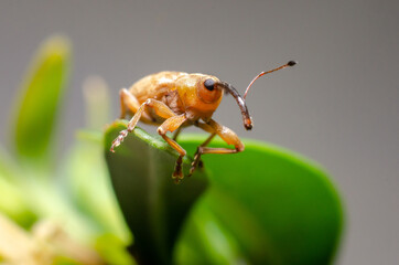 Acorn Weevil. Curculio glandium is a species of carpophagus weevil, known as the acorn weevil.
