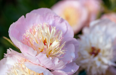 an incredibly beautiful summer peony flower