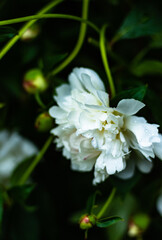 white peony wet petals on a summer evening 