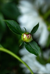 peony bud in the summer garden