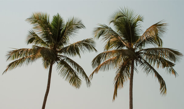 palm tree on blue sky
