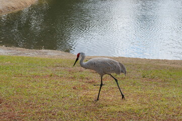 Fototapeta premium sandhill crane is looking for a food in grass