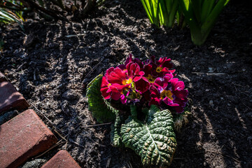 Fototapeta na wymiar Gartenblumen im April