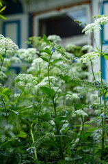 summertime green and white plants 