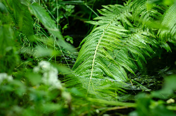 gorgeous green fern after the rain in the forest