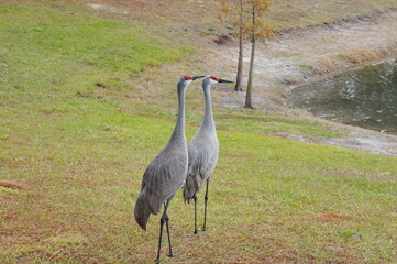 Fototapeta premium sandhill crane couple are looking for a food in grass