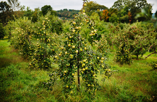 Green apples growing at an apple orchard 