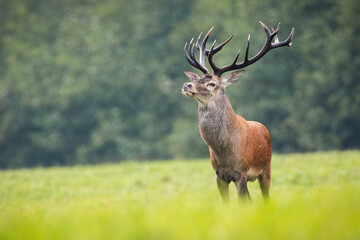 Alert red deer, cervus elaphus, stag standing on hay field with green grass in autumn. Animal wildlife in nature from front view with copy space. Mammal with large antlers and brown fur.