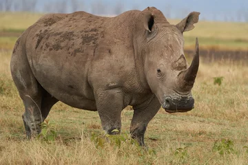 Foto op Plexiglas Rhino - Rhinoceros with Bird White rhinoceros Square-lipped rhinoceros Ceratotherium simum  © rocchas75