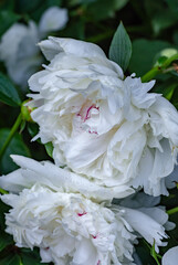 delicate white pink peony 