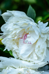white gentle peony after the rain