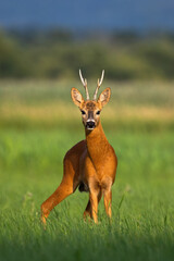 Alert roe deer, capreolus capreolus, buck standing on green meadow and looking into camera in summer nature. Male mammal with orange fur and antlers staring from front view in vertical composition
