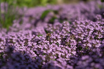 Bees in purple flowers
