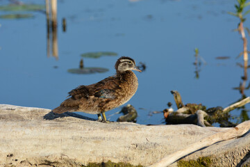 Baby Wood duck standing on driftwood along water's edge