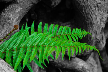 Bracken Fern against a large tree root.