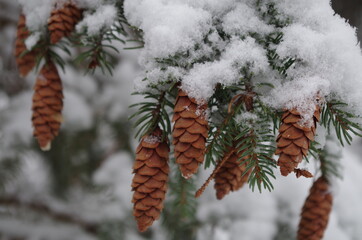 Winter snow pine cones