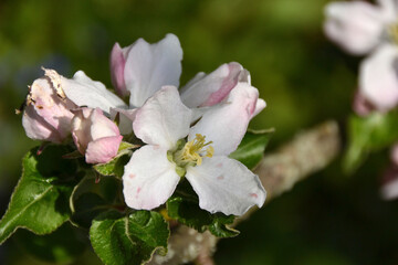 La fleur de pommier en macro