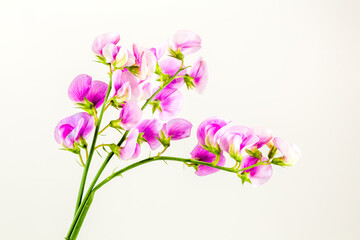 beautiful vicia flower isolated on white background