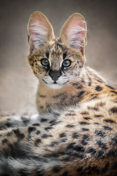 A captive serval kitten at a zoo in South Australia.  Native to Africa, servals have been crossbred with domestic cats to produce the Savannah Cat.