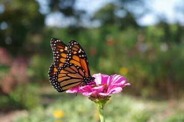 butterfly flower