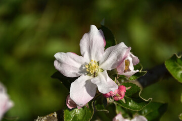 La fleur de pommier en macro
