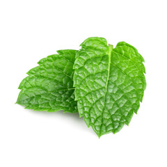 Fresh two leaves of mint