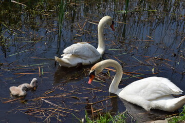 Swan family