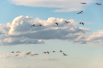 Vol de flamants roses - Flight of flamingos