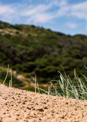 Grass Poking Through the Sand