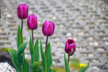 Tulipany na rozmytym tle