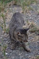 ボスにゃん〜Bossnyan.