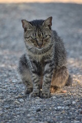 ボスにゃん〜Bossnyan.
