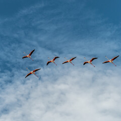 Vol de flamants roses - Flight of flamingos