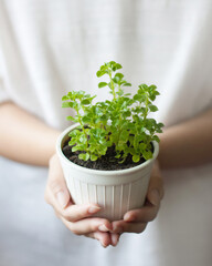 Hands holding young green plant,Close up hands holding plant.