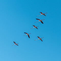 Vol de flamants roses - Flight of flamingos