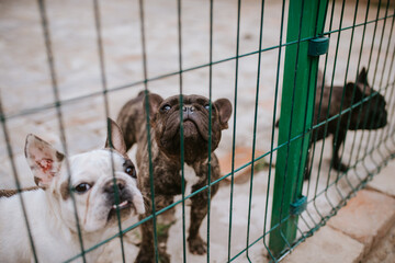 Beautiful dogs breed French Bulldog in a cage